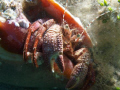   Hermit Crab found beach dive Riveria Florida. Photo taken Olympus e520 dual Inon strobes Florida  